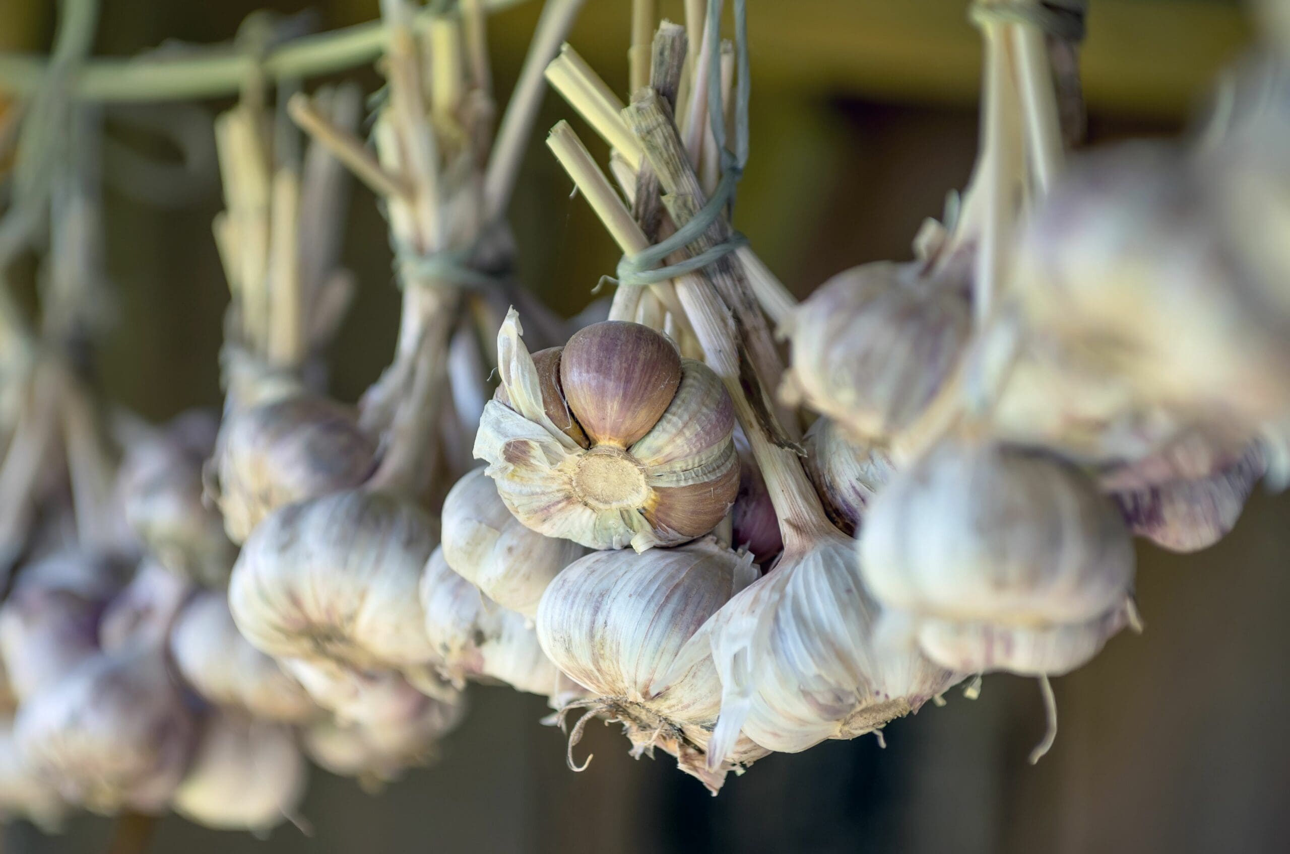 Garlic