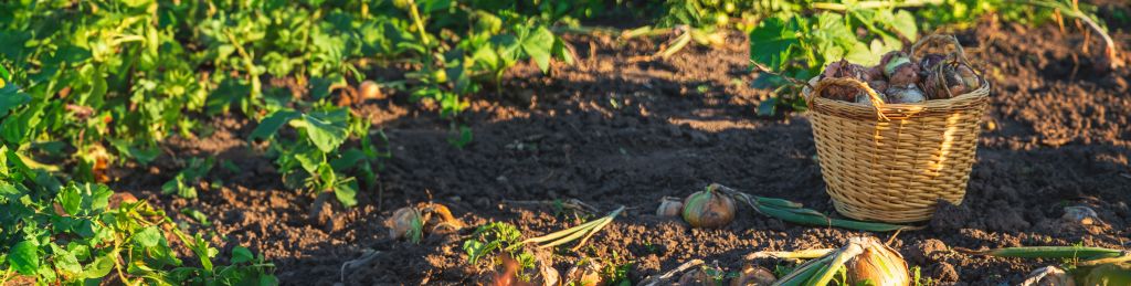 Plants and soil