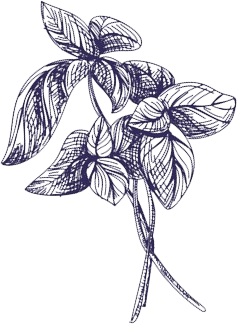 Herbs
