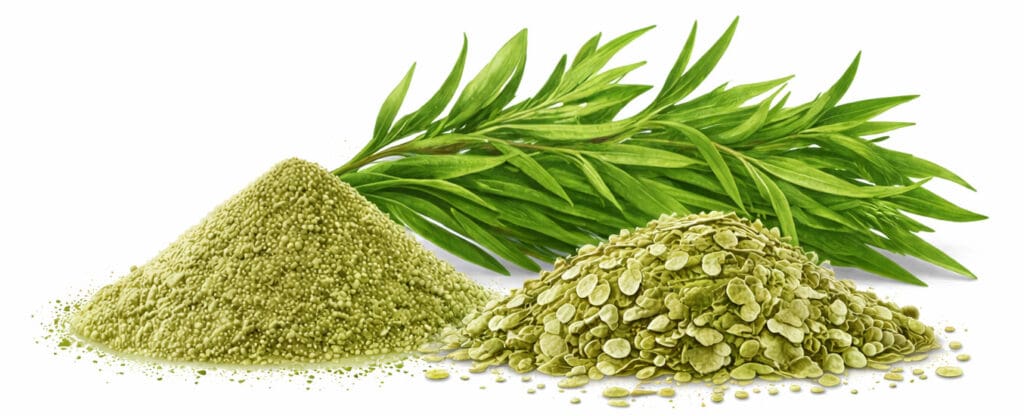 12 - TARRAGON
